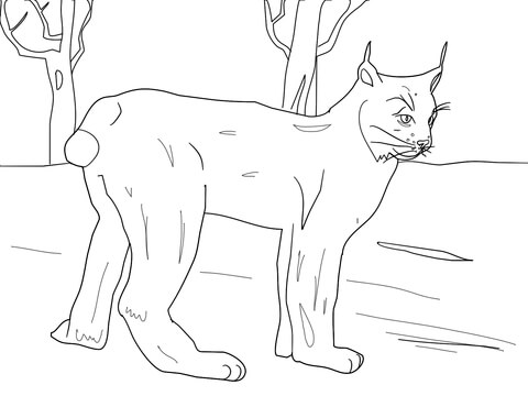 Canadian Lynx Standing In Snow Coloring Page